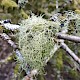 Usnea subfloridana