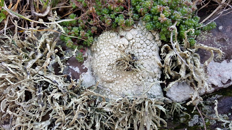 Ochrolechia parella - © Barry Stewart