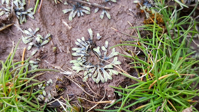 Riccia subbifurca - © Barry Stewart