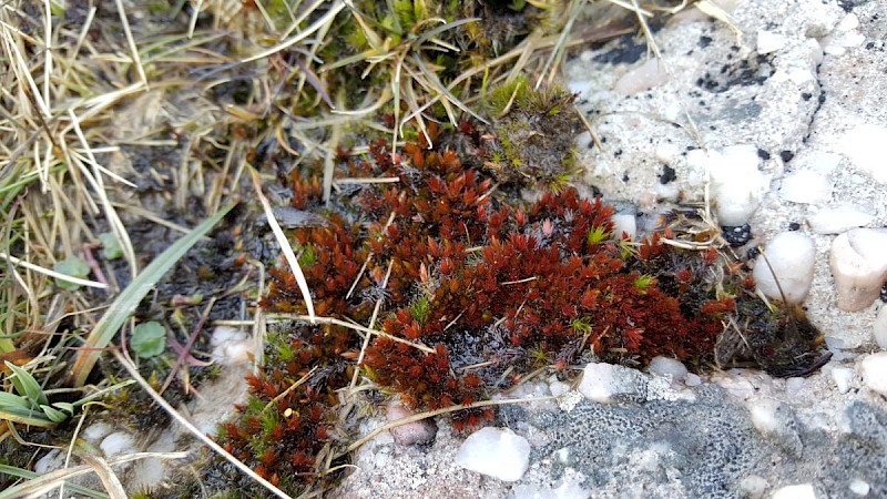 Bryum alpinum - © Barry Stewart