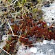 Bryum alpinum