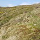 Bryum alpinum