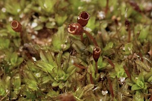 Tortula wilsonii Wilson's Pottia