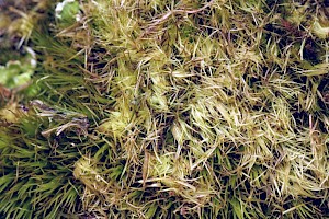 Campylopus fragilis Brittle Swan-neck Moss