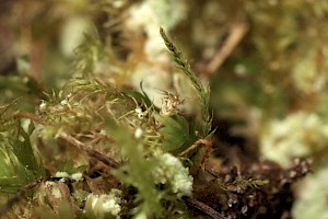 Philonotis capillaris Arnell's Apple-moss