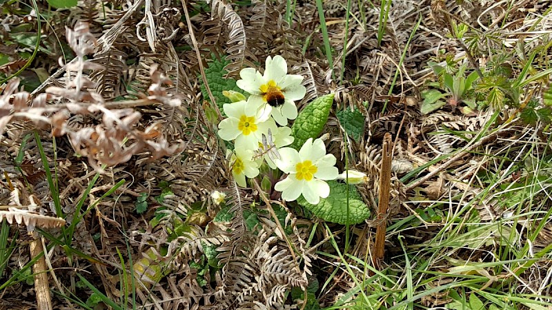 Primula vulgaris - © Barry Stewart