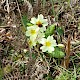 Primula vulgaris