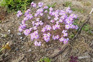 Malcolmia maritima Virginia Stock