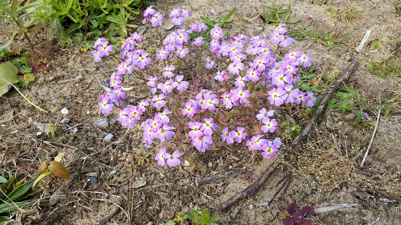 Malcolmia maritima - © Barry Stewart