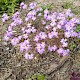 Malcolmia maritima