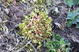 Montiaceae (Portulacaceae)