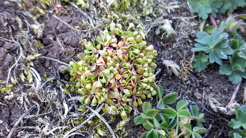 Montia fontana subsp. chondrosperma - © Barry Stewart