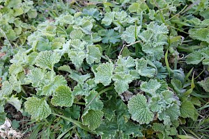 Marrubium vulgare White Horehound