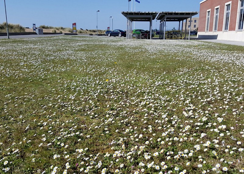 Bellis perennis - © Barry Stewart