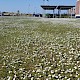 Bellis perennis