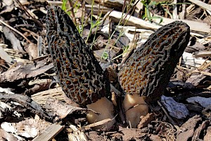 Morchella elata Black Morel