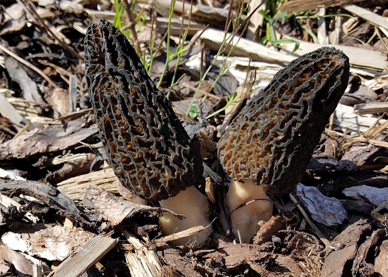 Morchella elata - © Barry Stewart