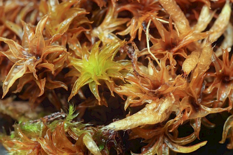 Syntrichia ruraliformis - © Barry Stewart