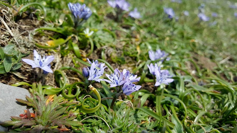 Scilla verna - © Barry Stewart