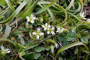 Cerastium diffusum Sea Mouse-ear