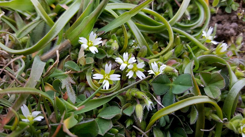 Cerastium diffusum - © Barry Stewart