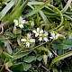 Cerastium diffusum