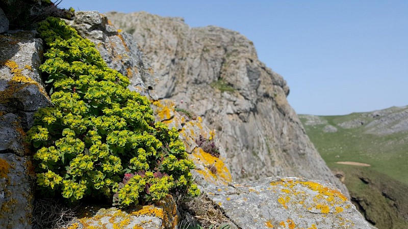 Euphorbia portlandica - © Barry Stewart