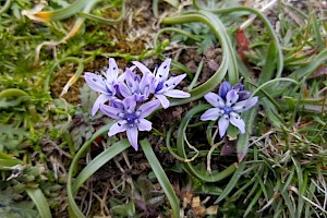 Scilla verna Spring Squill