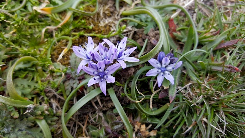 Scilla verna - © Barry Stewart