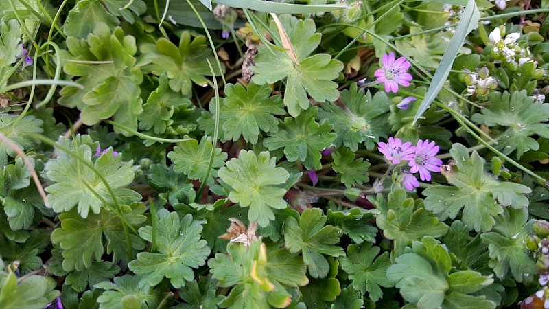 Geranium molle - © Barry Stewart