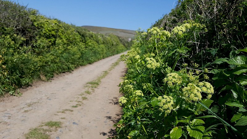 Smyrnium olusatrum - © Barry Stewart