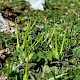 Erodium moschatum