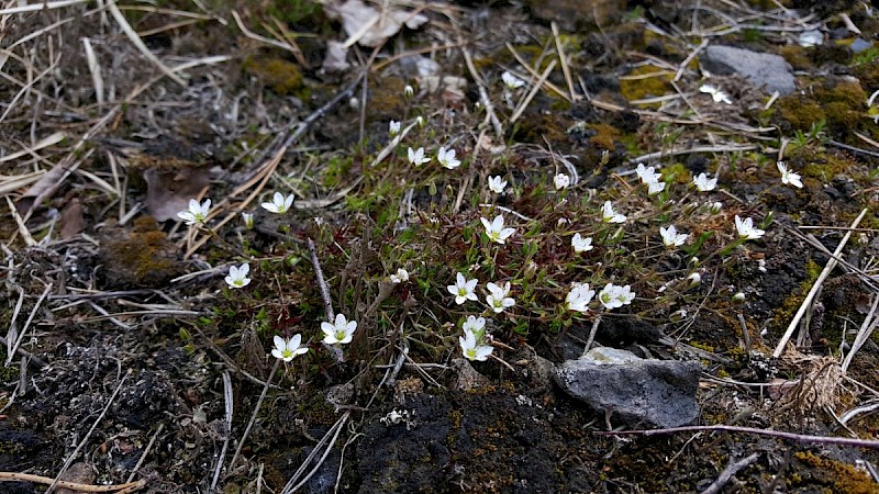 Minuartia verna - © Barry Stewart