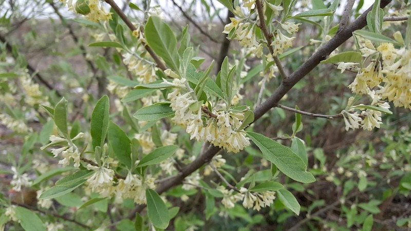 Elaeagnus umbellata - © Barry Stewart