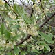 Elaeagnus umbellata