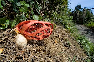 Clathrus ruber Red Cage