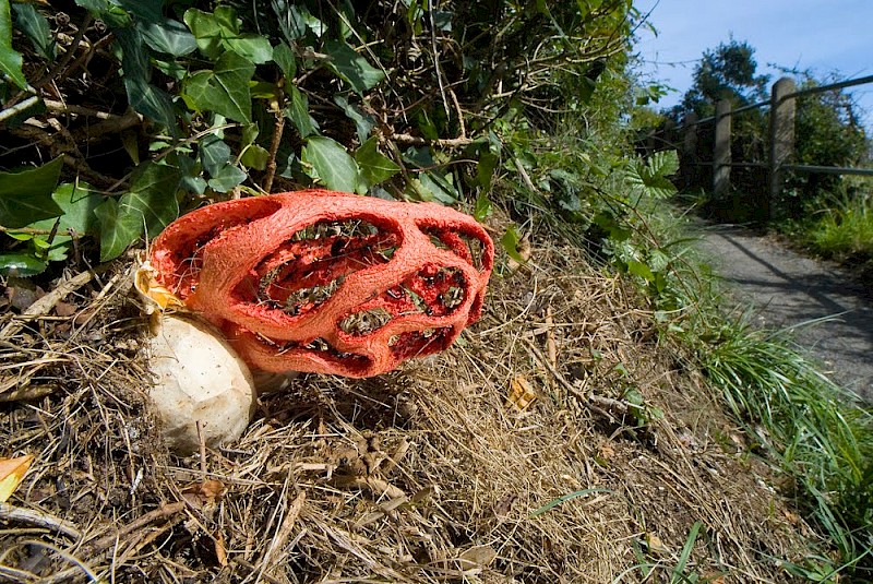 Clathrus ruber - © Chinch Gryniewicz