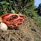 Clathrus ruber