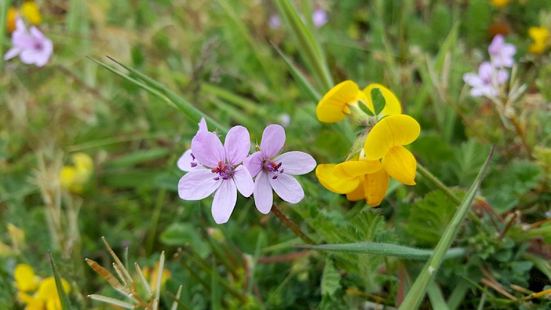 Erodium cicutarium - © Barry Stewart