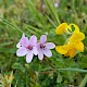 Erodium cicutarium