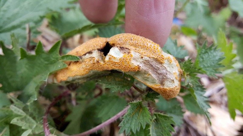 Puccinia urticata var. urticata - © Barry Stewart