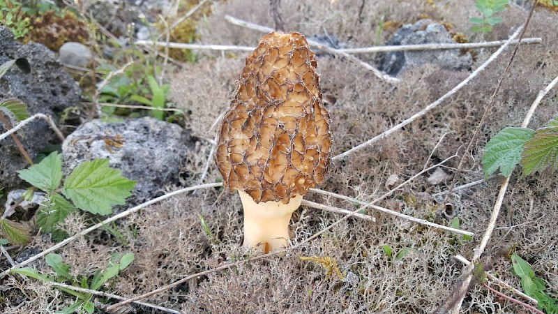 Morchella esculenta agg. - © Barry Stewart