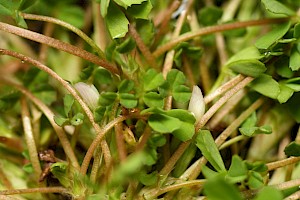 Trifolium ornithopodioides Bird's-foot Clover