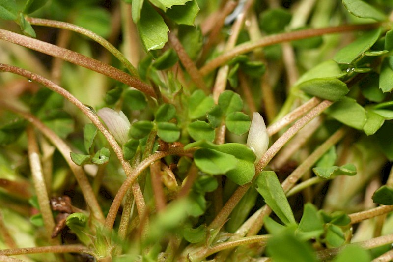 Trifolium ornithopodioides - © Barry Stewart