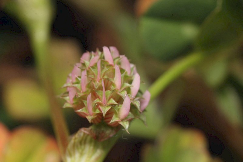 Trifolium glomeratum - © Barry Stewart