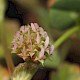 Trifolium glomeratum