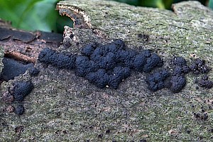 Hypoxylon fragiforme Beech Woodwart