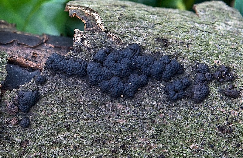 Hypoxylon fragiforme - © Charles Hipkin