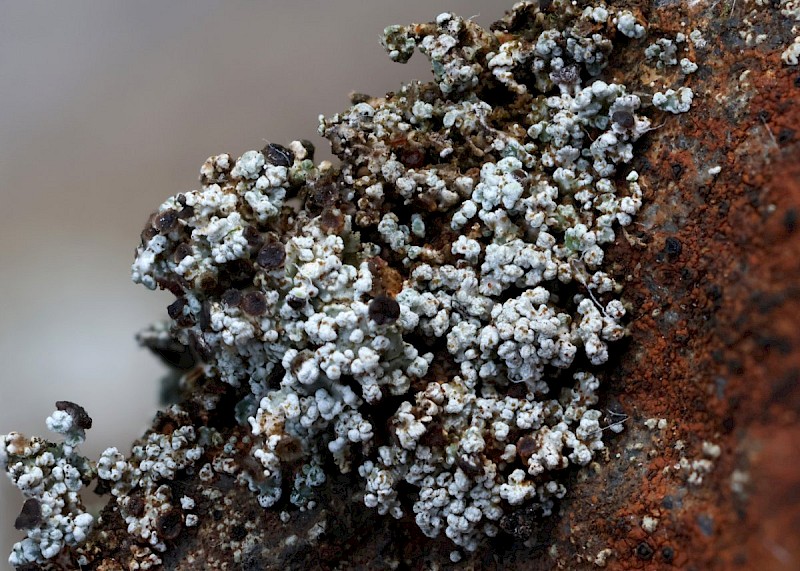 Stereocaulon dactylophyllum var. dactylophyllum - © Barry Stewart