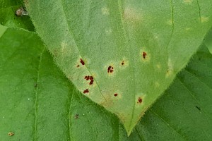 Puccinia arenariae 